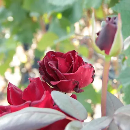 Castel De Daval 4* Sierre