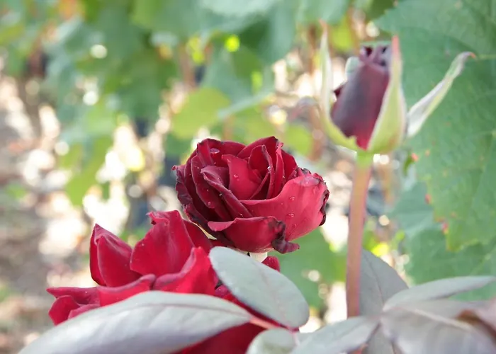 Castel De Daval 4* Sierre